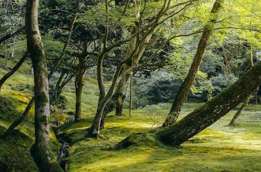 日本らしい展示が現存:日本庭園